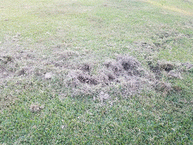 Damage 11-1-20 #1.gif Damage 11-1-20 #1.gif